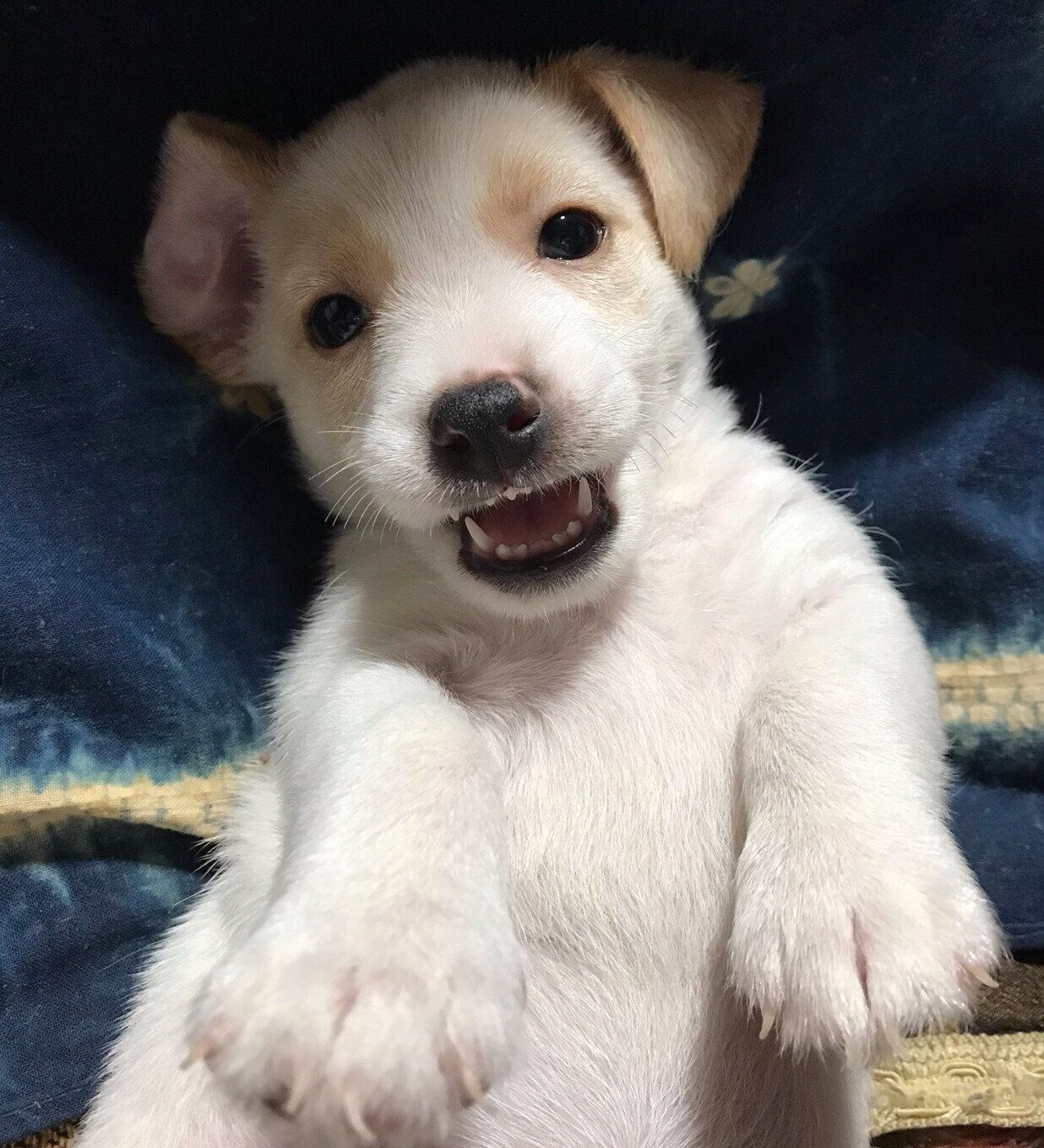 寝転がるかんたくん