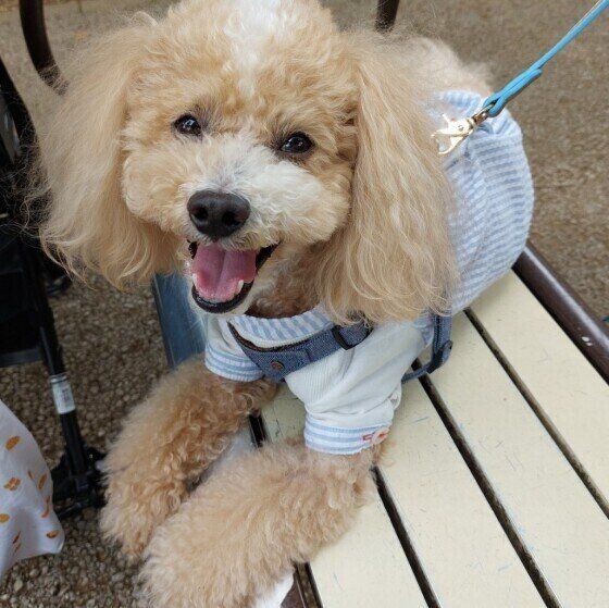トイ・プードルのハービーくん