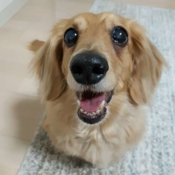 ミニチュア・ダックスフンドのチップちゃん