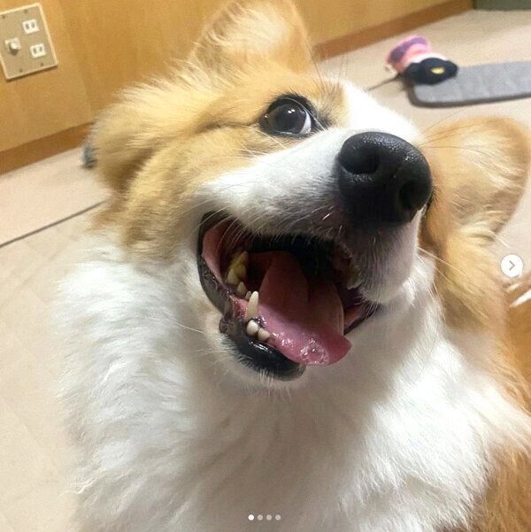 笑顔を見せるパンさん