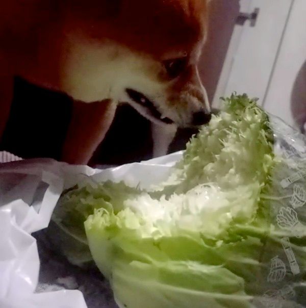 キャベツを食べる柴犬