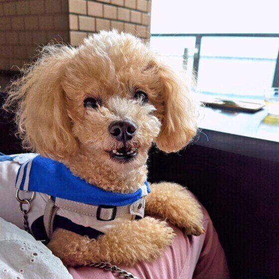 お泊りを楽しむトイ・プードル