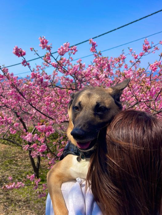 桜を楽しむ元保護犬