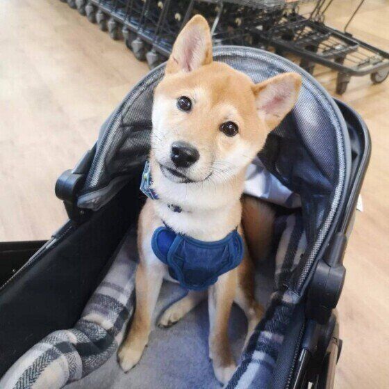 柴の豆太郎くん