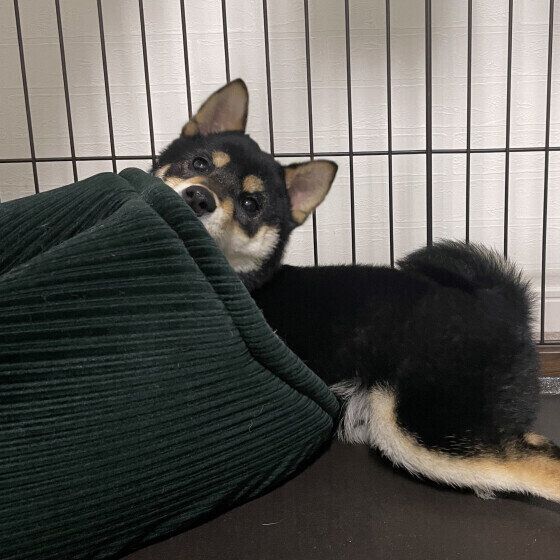 ベッドのニオイを嗅ぐ柴犬