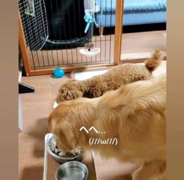 ごはんを食べるゴールデン・レトリーバーとトイ・プードル