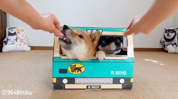 ウォークスルーボックスの中に入るみくちゃん、りなちゃん