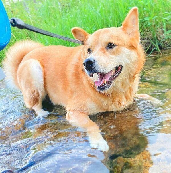 お散歩を楽しむ福くん