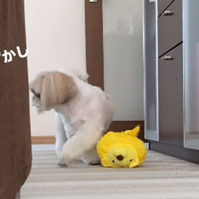 おもちゃを置いて立ち去るはなちゃん
