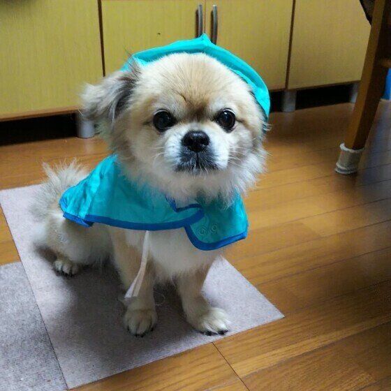 ポンくん（チベタン・スパニエル）