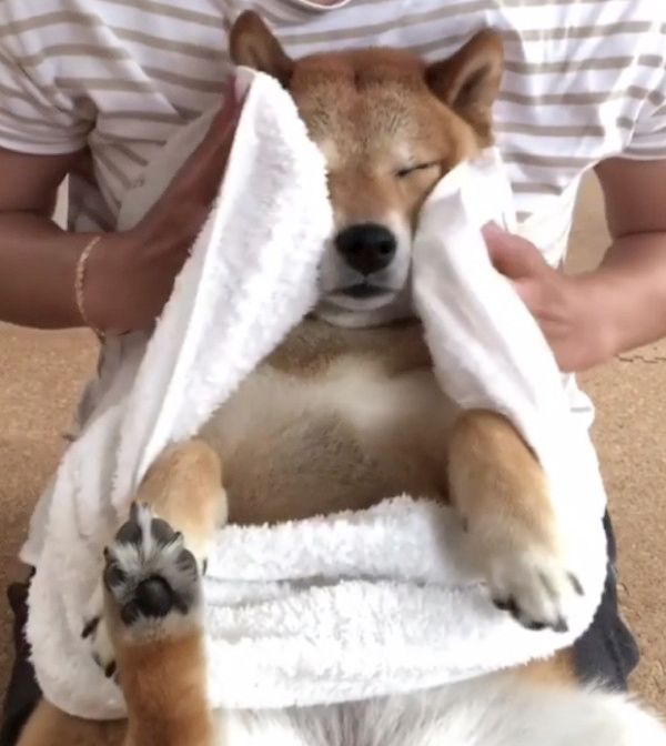 雨で濡れちゃった豆柴