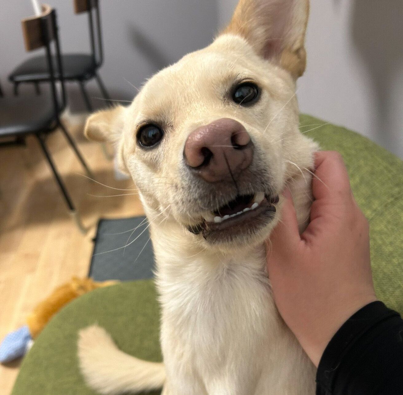 ナデナデ中に口が開いてしまうみらいくん