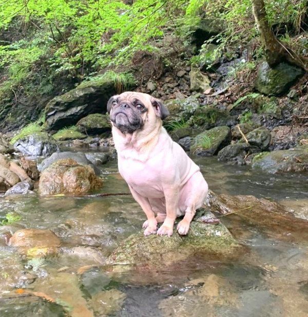 川遊びをするパグ