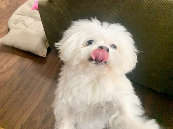 舌をペロッとするわむうくん