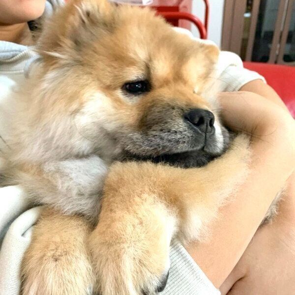 抱っこされるわたるくん