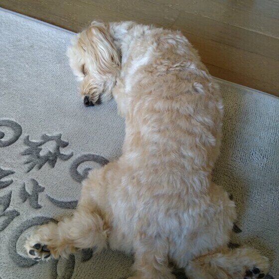 犬の 肛門腺 はなぜ臭い 理由があった いぬのきもちweb Magazine