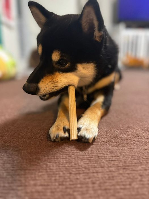 歯磨きガムを堪能する柴犬