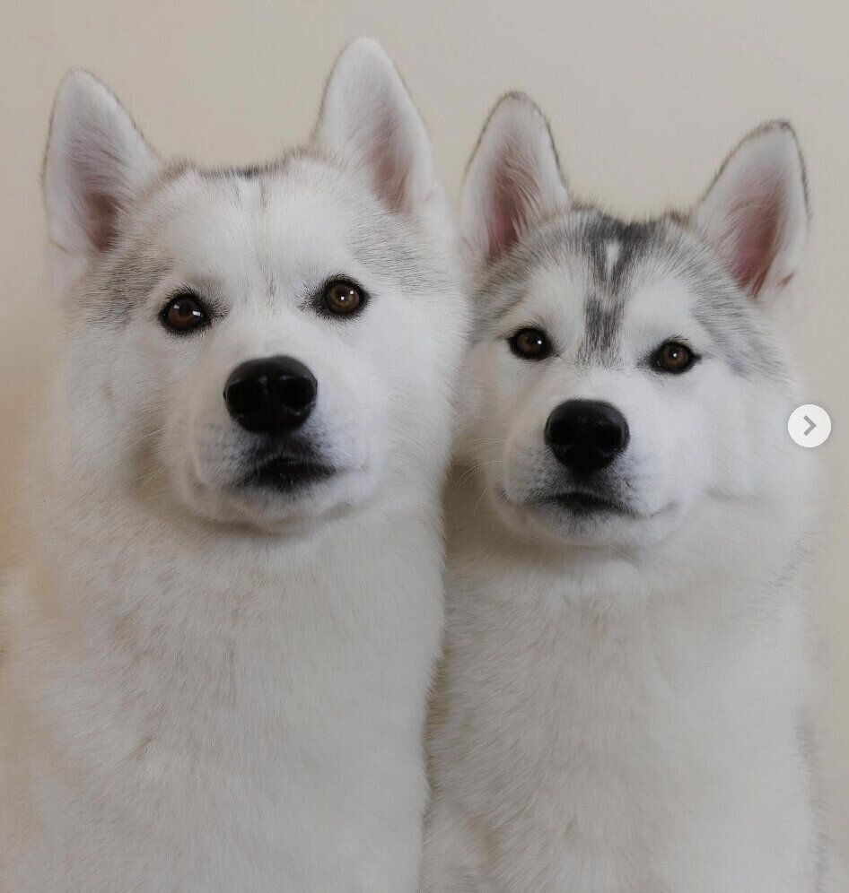 仲良しなパンプキンくん、じゃぶくん