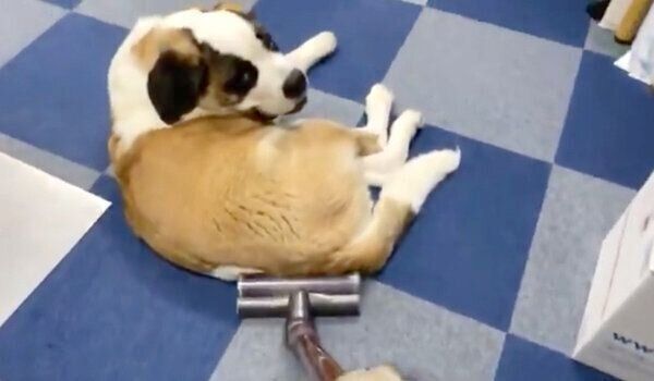 掃除機をかけても動じないドーンちゃん