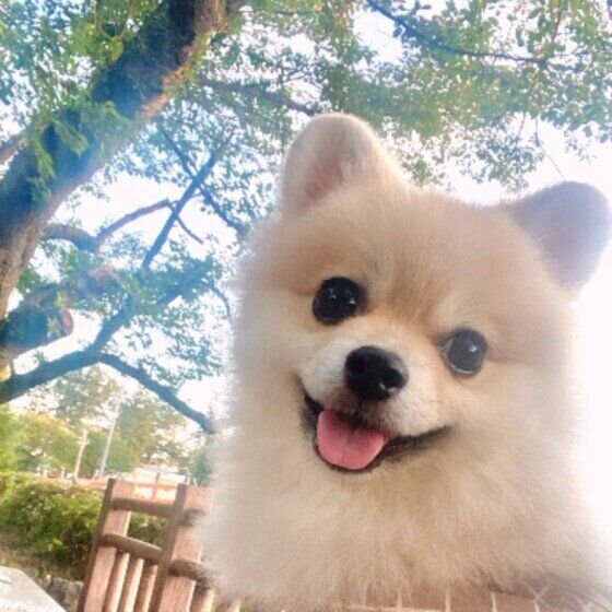 ポメラニアンのモナちゃん♪