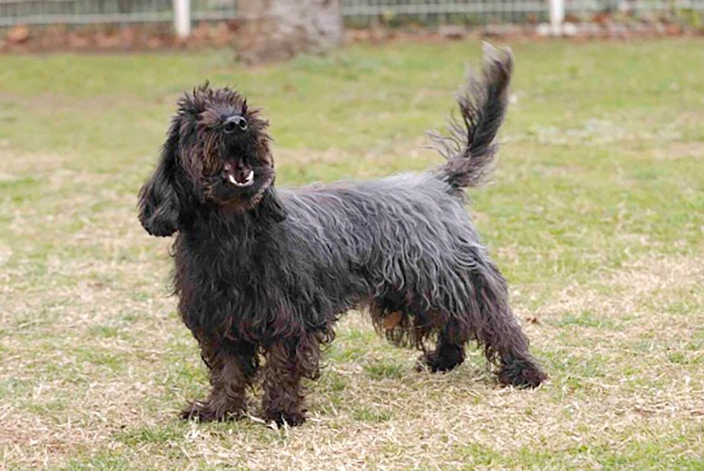 犬の気になる行動 直したほうがいい そのままでok 連載 西川文二の 犬ってホントは Vol 81 いぬのきもちweb Magazine 犬の気になる行動 直したほうがいい そのままでok 連載 西川文二の 犬ってホントは Vol 81 いぬのきもちweb Magazine