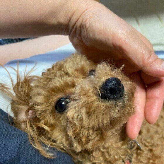 ママのお膝の上が好きなモコちゃん