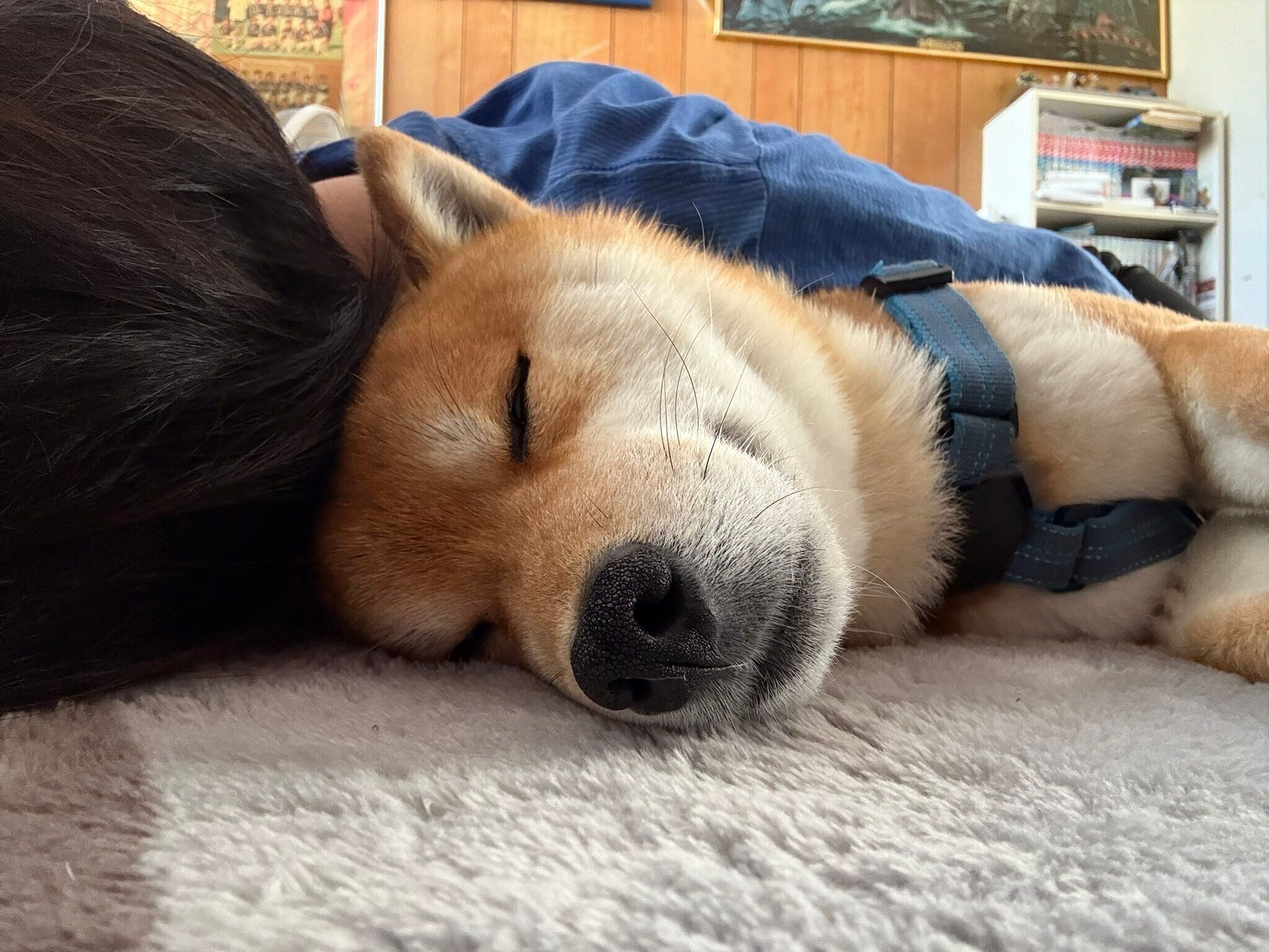 飼い主さんにくっつく福ちゃん。