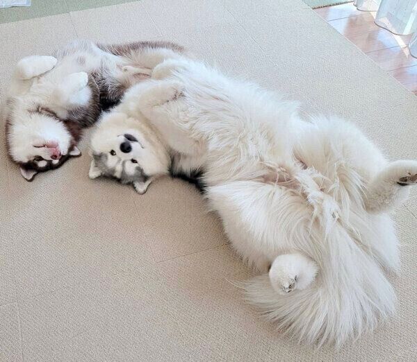 ヘソ天するグーテくんとバンデくん