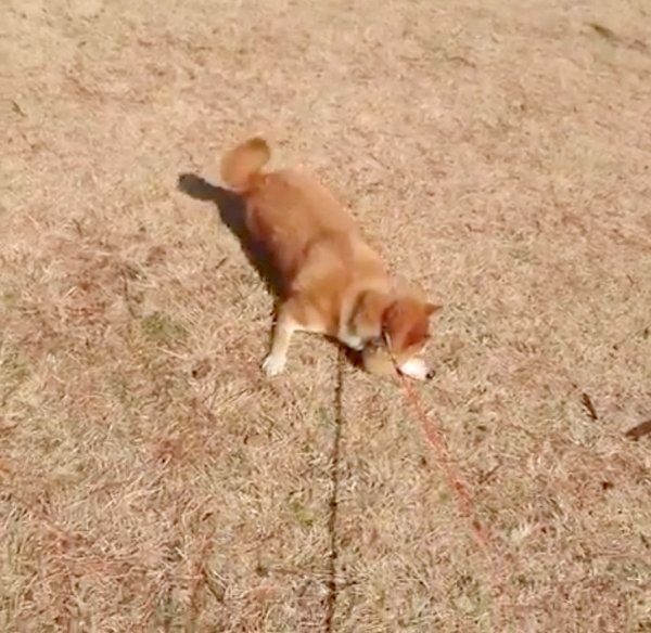 イヤイヤを発動させる柴犬