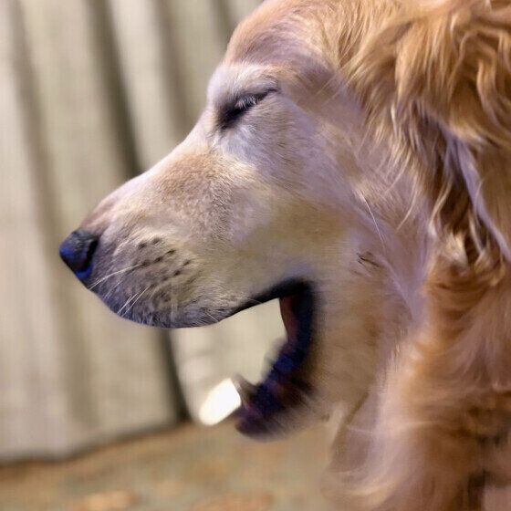 可愛いワンちゃんの横顔