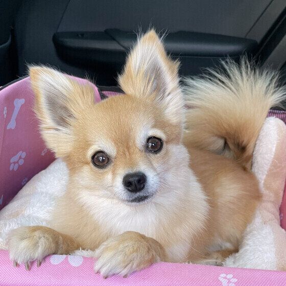 お目目まんまるキメ顔のALOちゃん