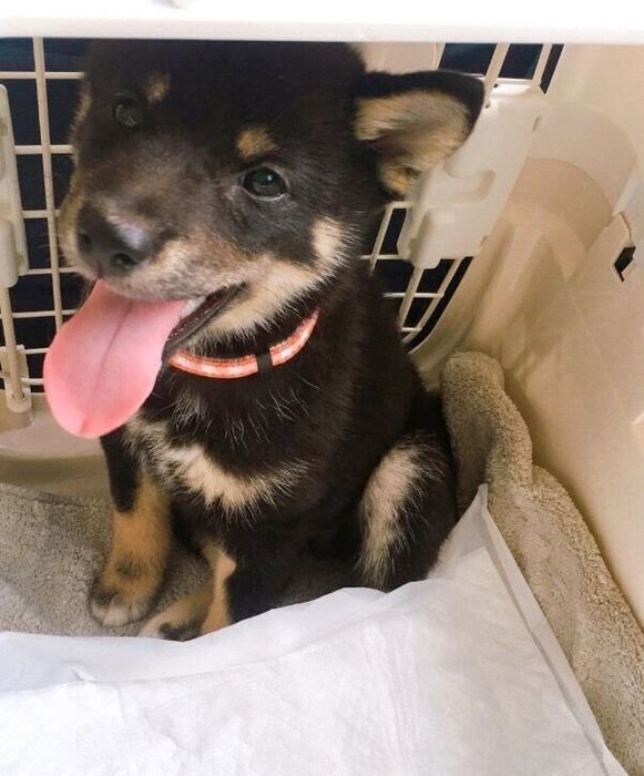 家にお迎えした頃の和凪ちゃん