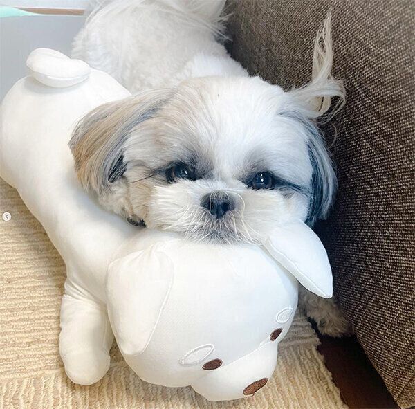 見つめるぽんぷぅちゃん