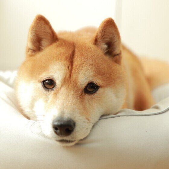 じーっと見つめてくる柴