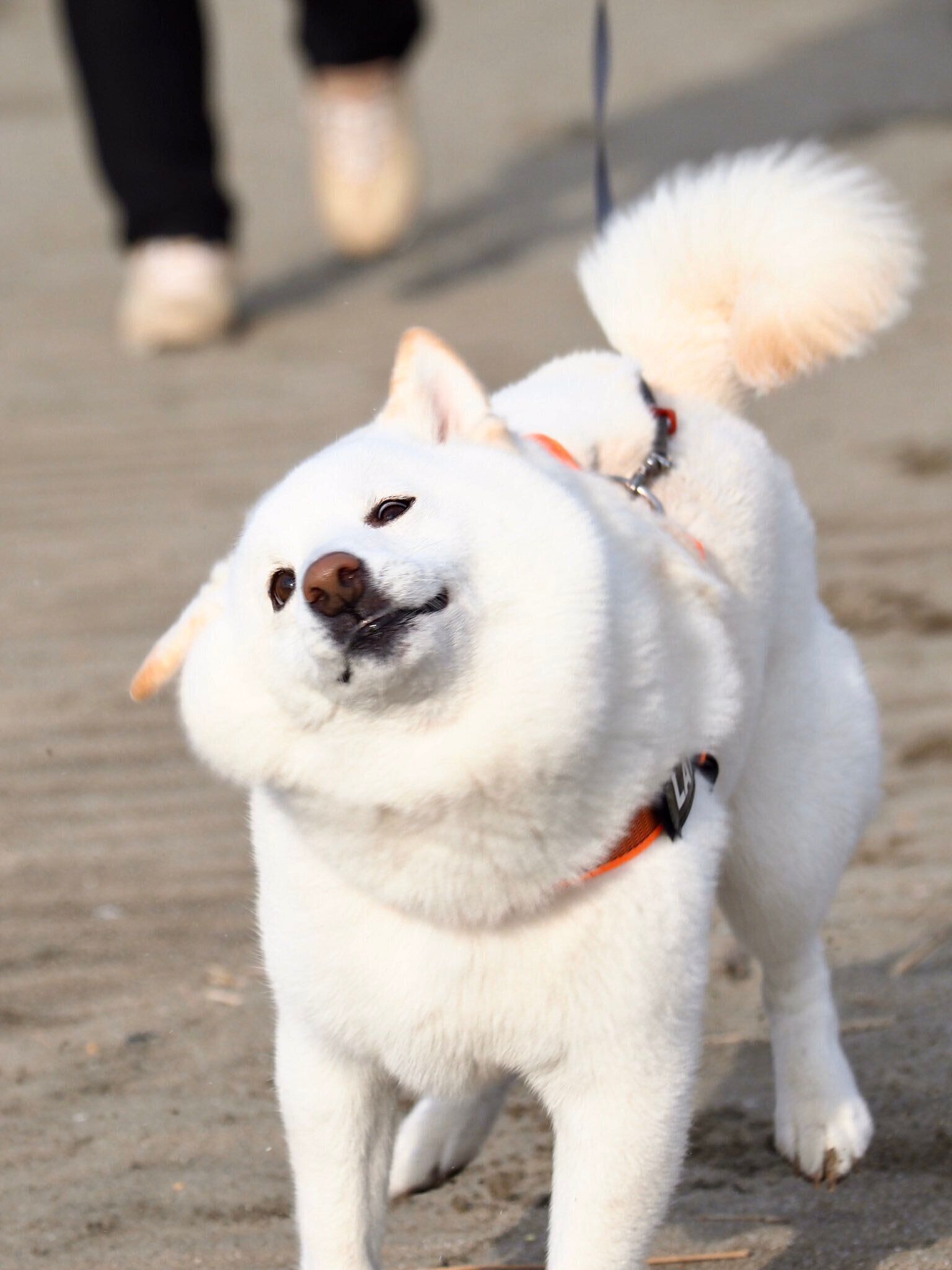 首を振るラッちゃん