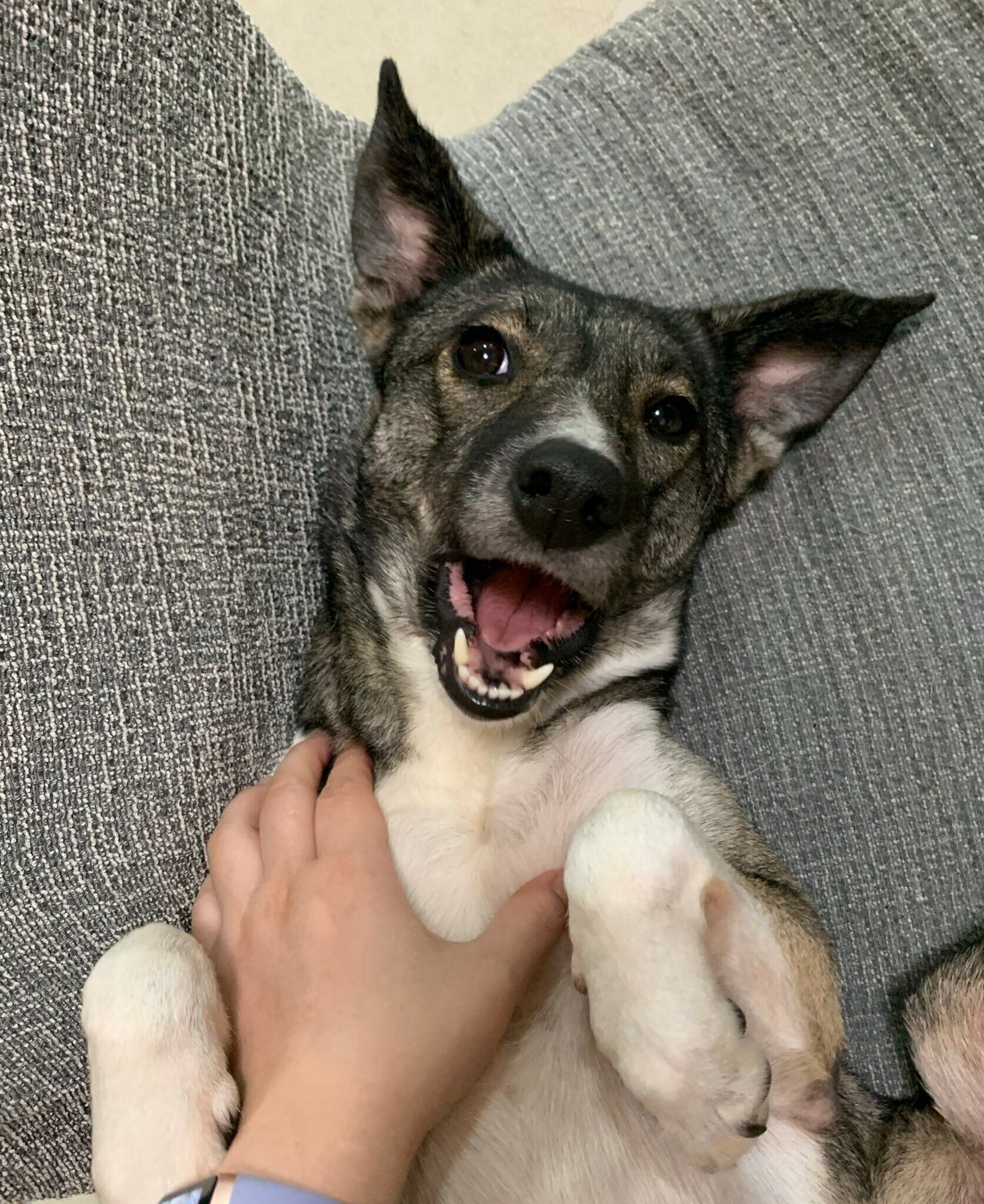 自宅でのハレちゃんの様子　甘えたような表情がかわいらしい