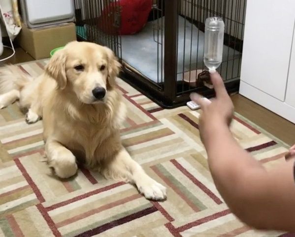 新技を覚えたゴールデン・レトリーバー