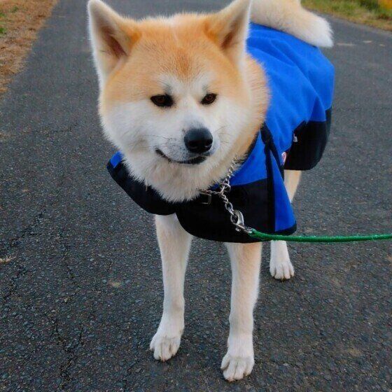 お散歩する秋田犬