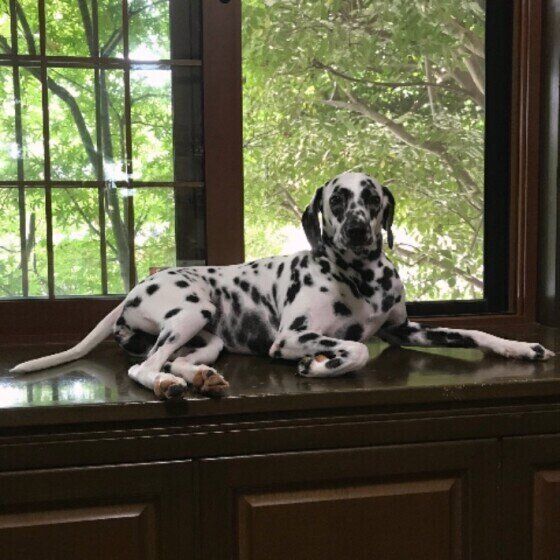 ダルメシアンのかぐらちゃん