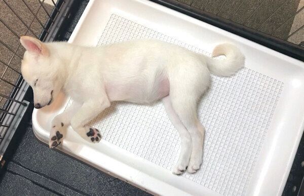 トイレで眠る雪海ちゃん