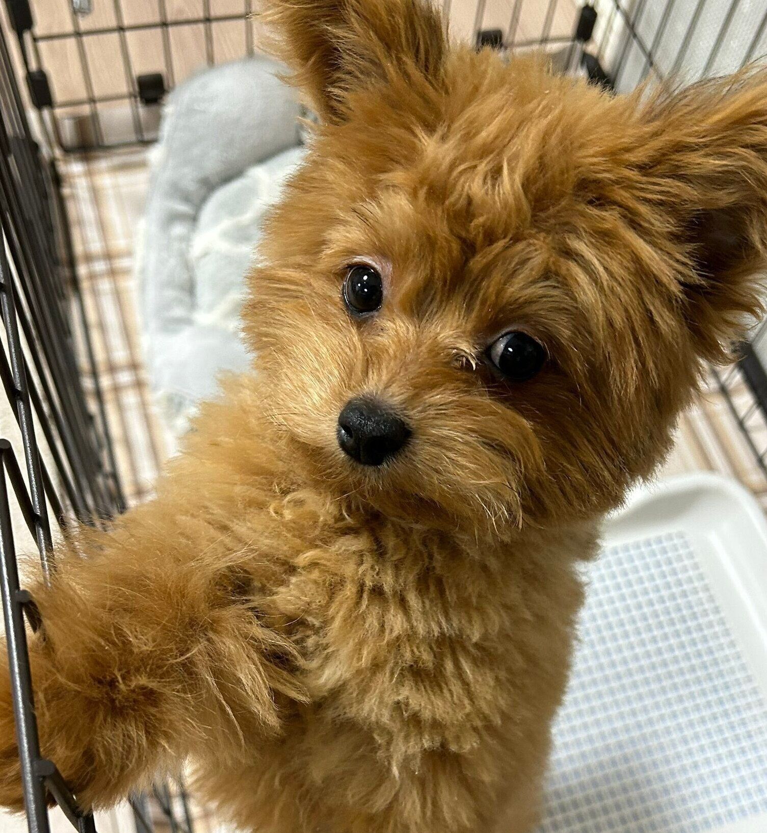 子犬時代のぽっちくん