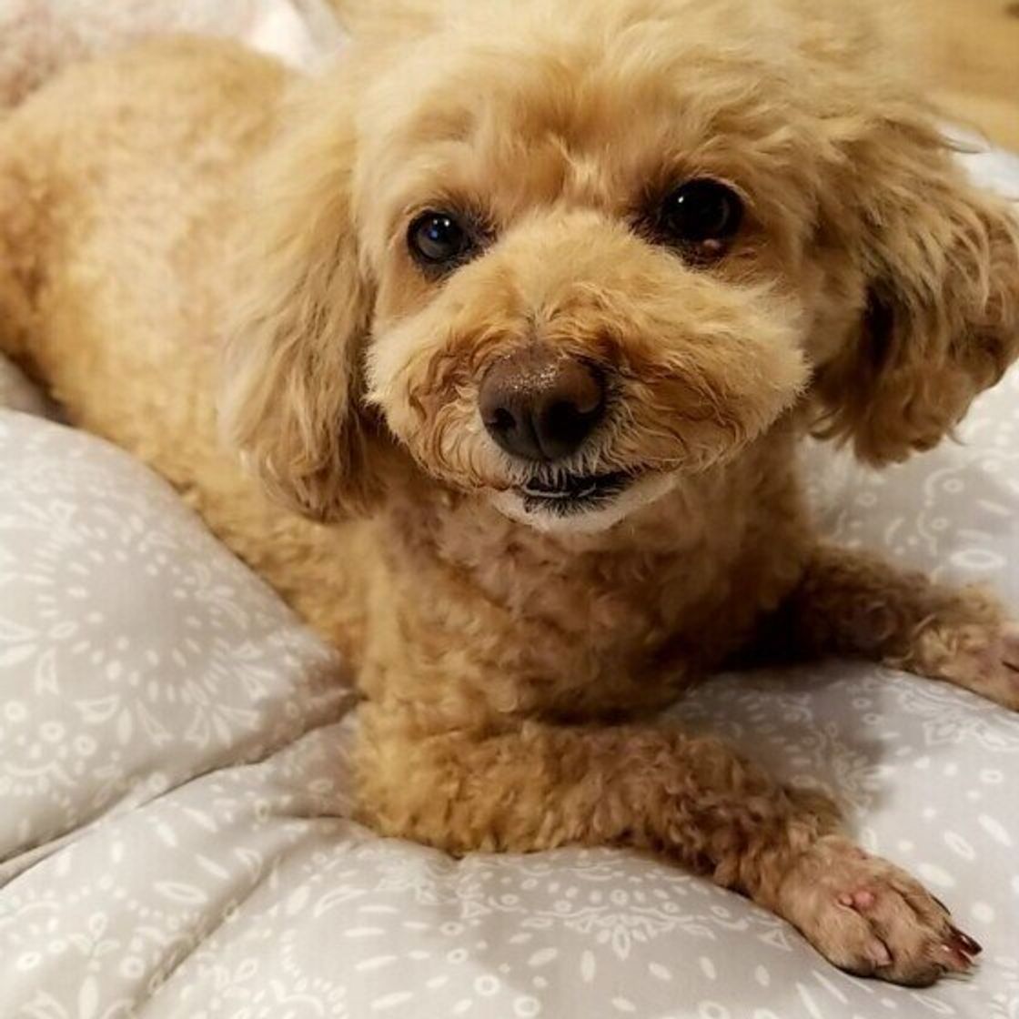 専門家解説 犬が吠えるようになった理由は 年代や状況別の対処法も いぬのきもちweb Magazine 専門家解説 犬が吠えるようになった理由は 年代や状況別の対処法も いぬのきもちweb Magazine