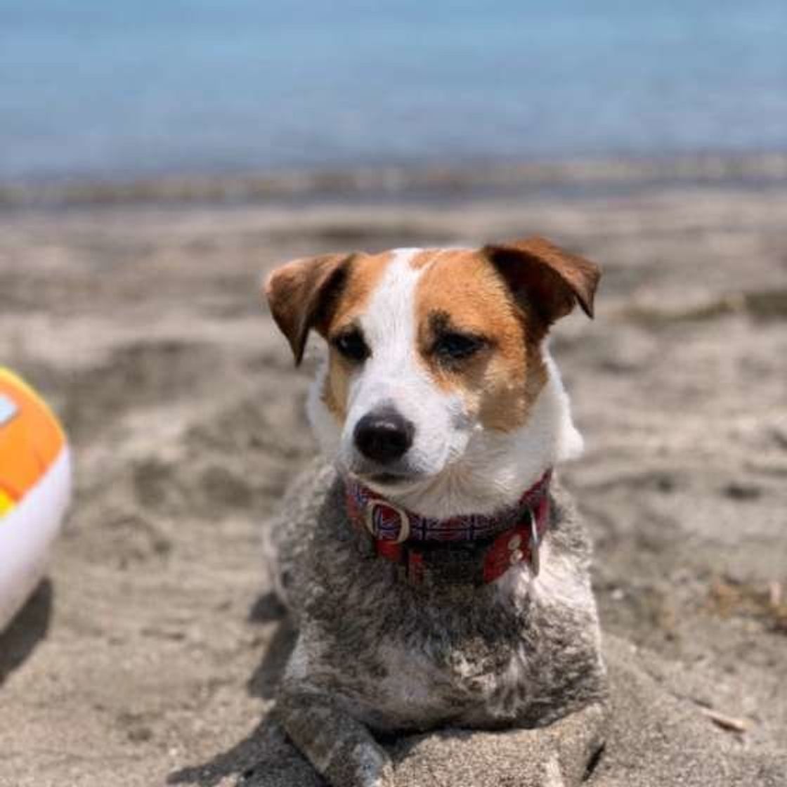 人と犬では体感温度に17度も差が 愛犬目線になって暑さから守ろう いぬのきもちweb Magazine 人と犬では体感温度に17度も差が 愛犬目線になって暑さから守ろう いぬのきもちweb Magazine