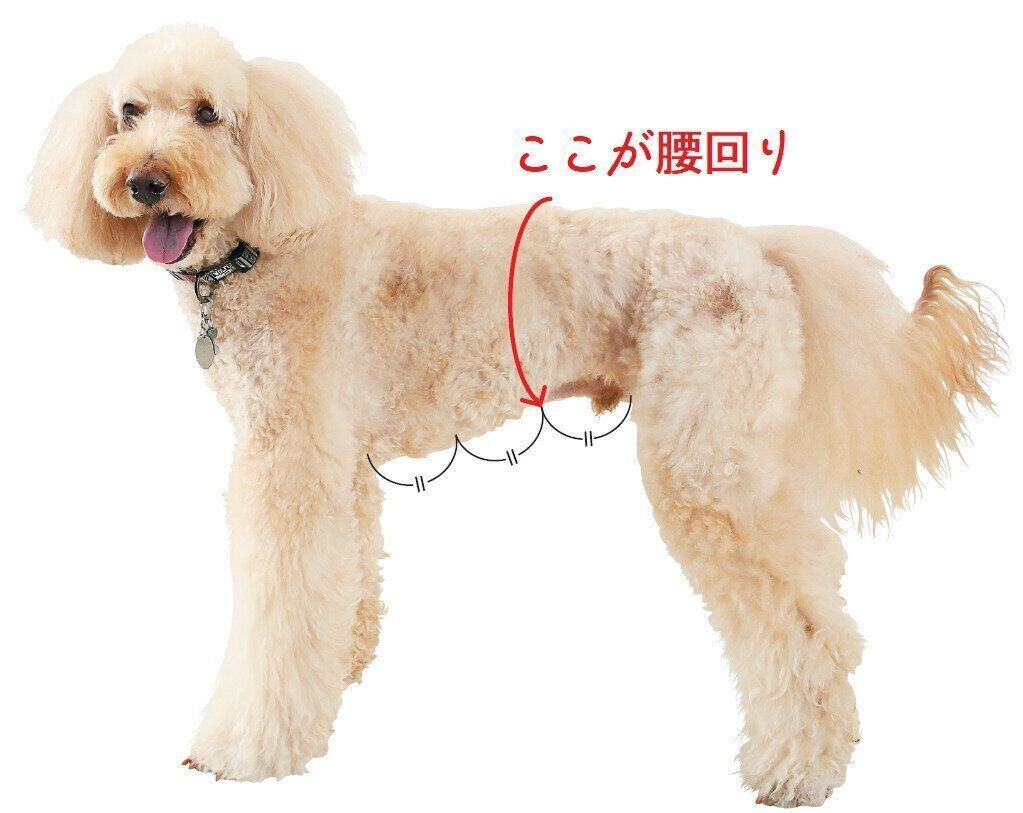 若い犬からシニア犬まで便利に使える 犬用おむつ の選び方 いぬのきもちweb Magazine