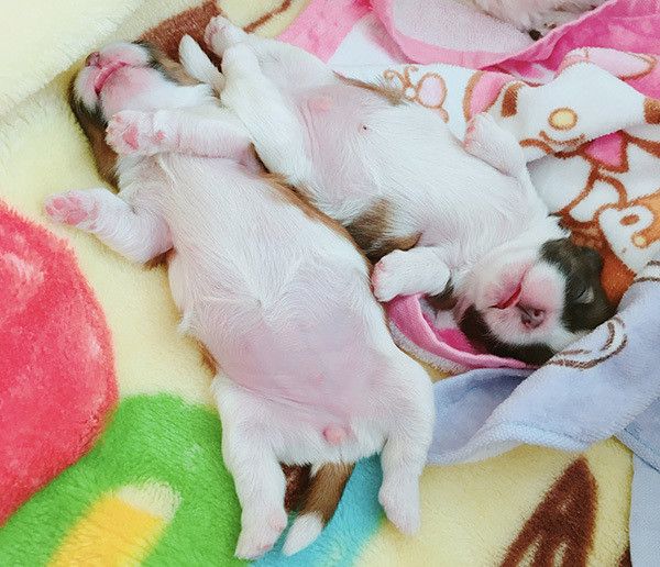 シー・ズーの子犬