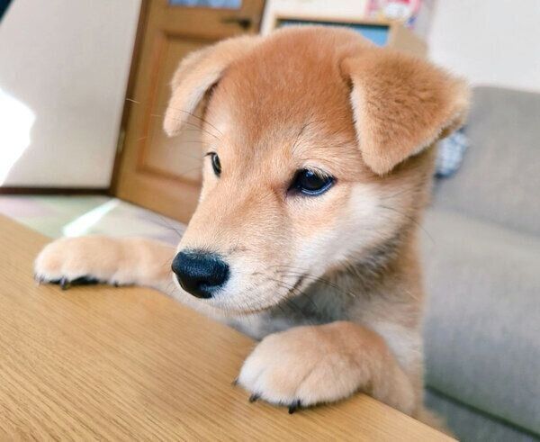 見つめる麦くん