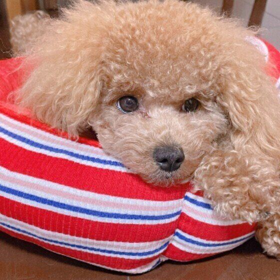 ベッドにいるトイプ―のモナ