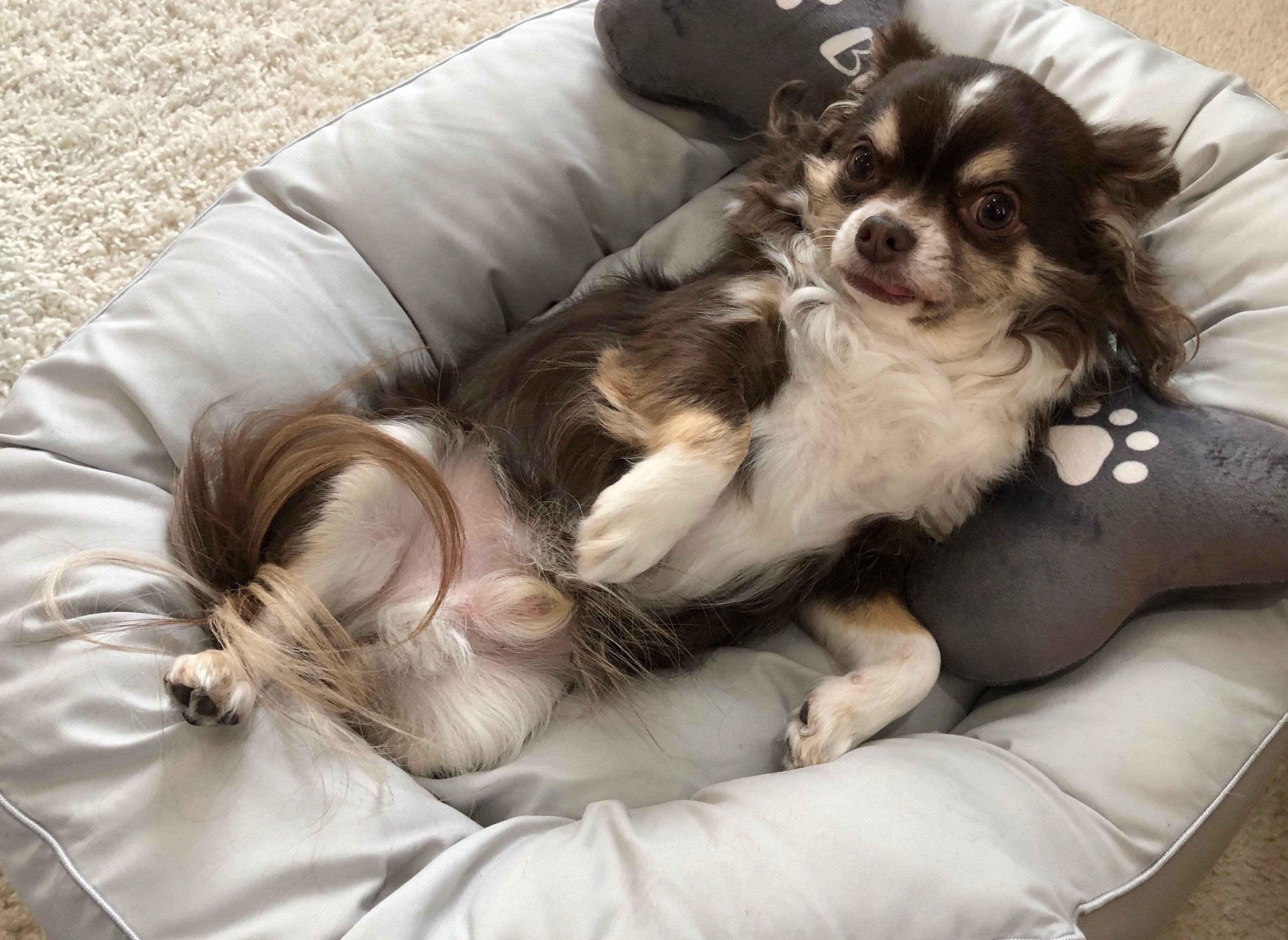 ダラダラする犬