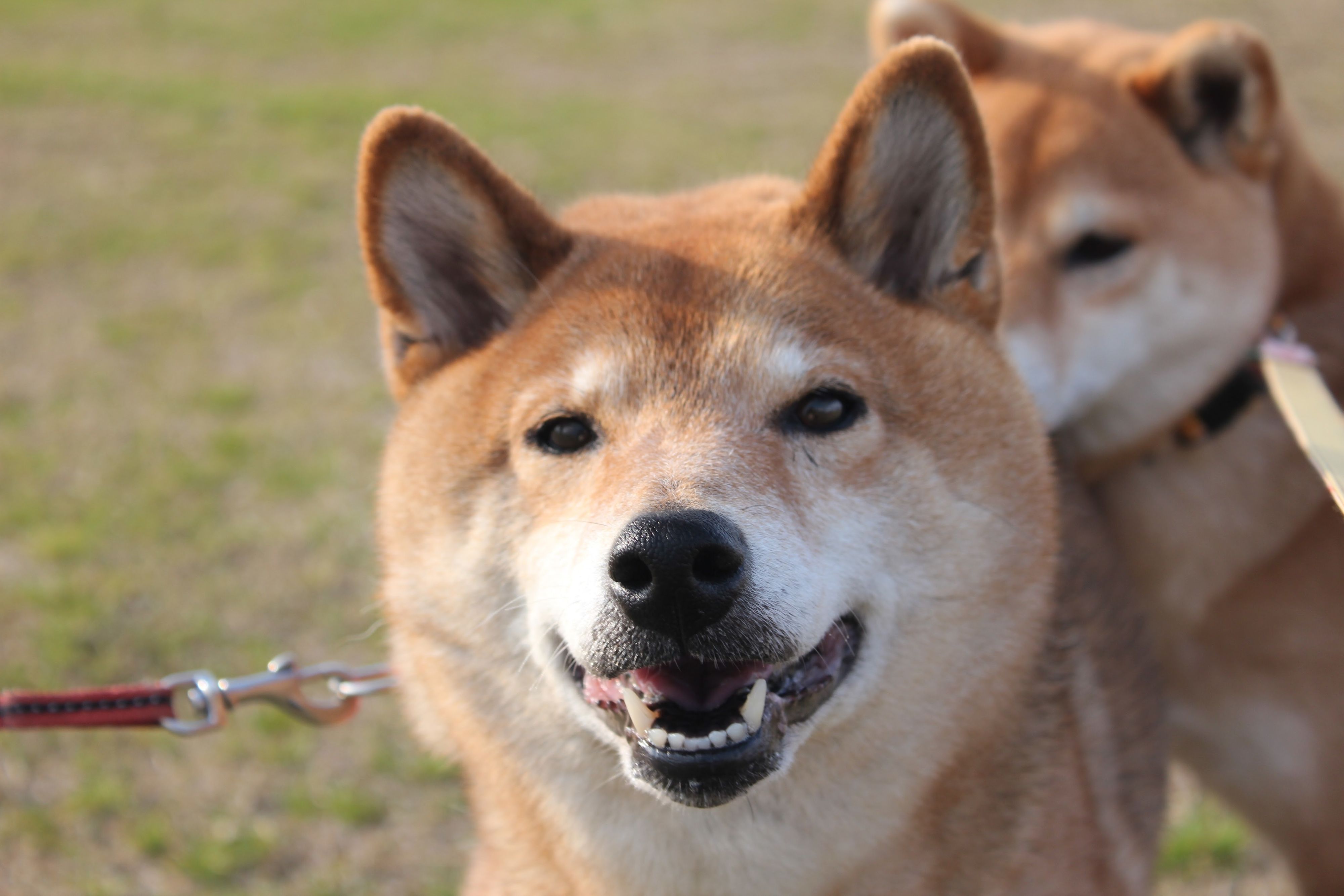 さっちゃん！さっちゃん！