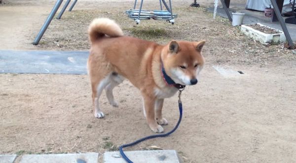 タップダンスをする柴犬